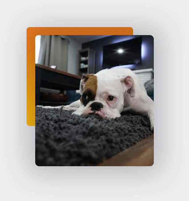 A white and brown puppy lying comfortably on a textured area rug in a cozy living room.