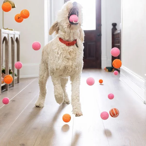 White dog playing with colorful tennis ball on laminate flooring