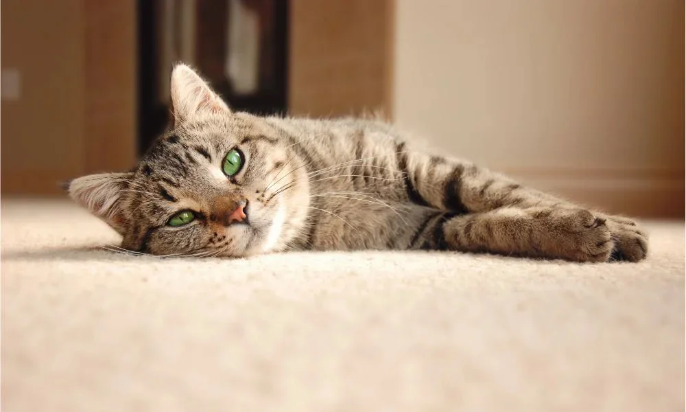 Cute cat laying on fuzzy carpet
